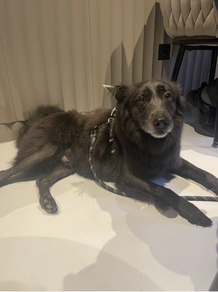 Quinta-feira Amiga dos Cães / Dog Friendly Thursdays — event image